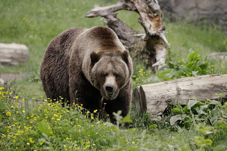A grizzly bear roams an exhibit at the Woodland Park Zoo in Seattle.